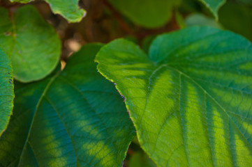 Green kiwi leaves on the vine, close up