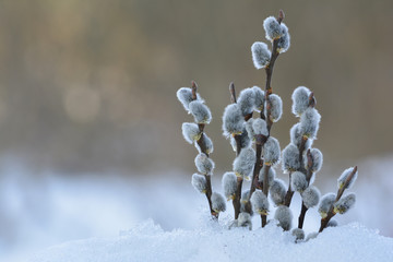Spring osier twigs in snow
