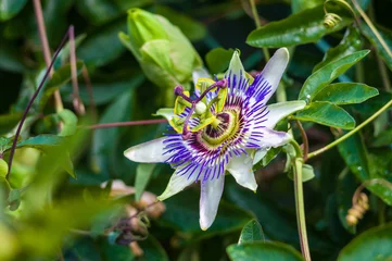 passion flower Passiflora caerulea Passionflower against green garden background © Wingedbull