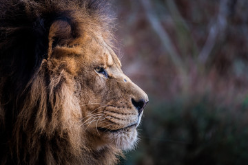 Portrait de lion