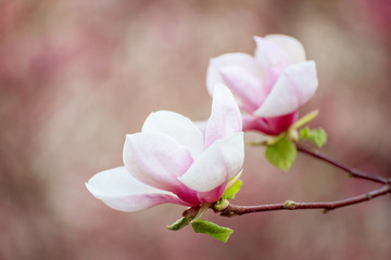 Fototapeta na wymiar Magnolia spring flowers