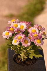 fall flowers in pots