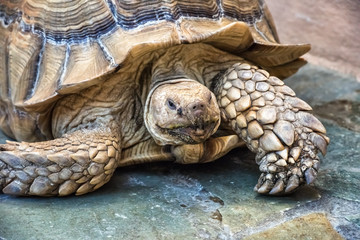 Large brown tortoise on natural stone footpath