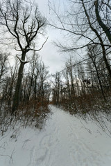 Winter forest in Hungary