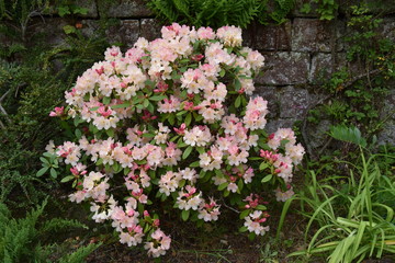 Fototapeta na wymiar Beautiful Rhododendron Flower