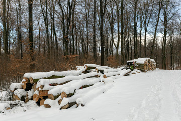 Woodlogs in the winter forest
