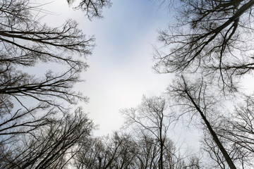 Fototapeta na wymiar Winter forest in Hungary