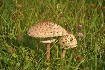  little brown mushroom in grass