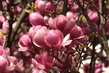 spring: trees blossom ,  magnolia blossoms - magnolia tree in Bistrita Romania, 2016