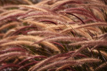  Flowers of weed grass in the wind