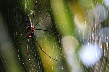 Nephila spider hanging closed up on silk net in the forest with daylight animal wildlife in nature