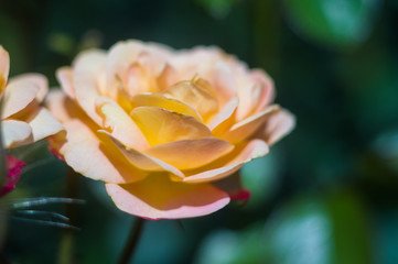 Yellow Rose flower. Nature. close up, selective focus