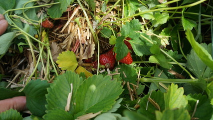 American life / strawberry picking.Strawberry in the field.