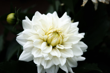 White dahlia