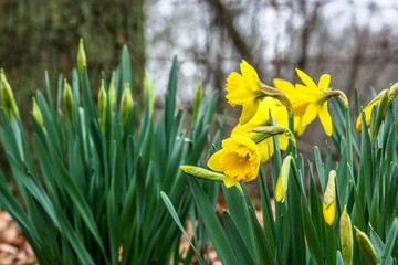 Yellow daffodils