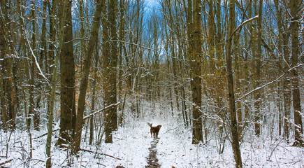 Dog in woods