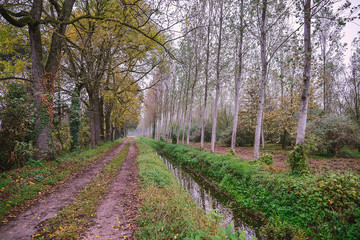 Naklejka premium Country road close to an irrigation ditch in a natural park during autumn