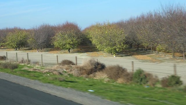 Slow motion passenger view. Passing nut trees. Fresno Country, California, USA.
