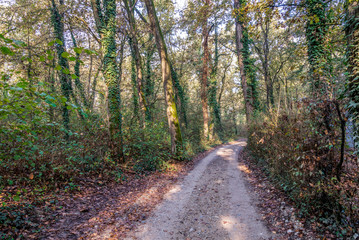 Obraz premium Country road surrounded by a forest in a natural park during autumn