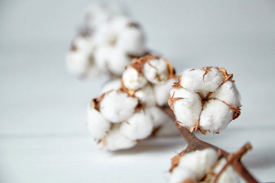 A branch of soft cotton flowers is lying on a white wooden table