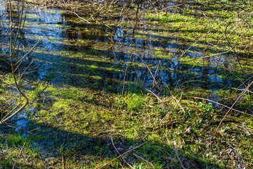 Swamp in the forest on early spring