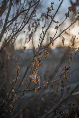 Autumn leaves on branches