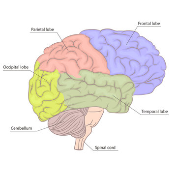 Human brain organ parts anatomy diagram. colorful design. side view. vector