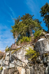 green pine trees grown on the edge of the cliff edge under blue cloudy sky on a sunny day.