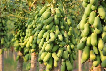 pile of papaya fruit on tree