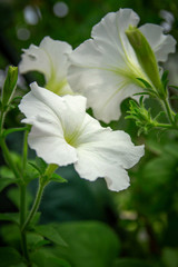 Fototapeta premium White petunias flowers close-up picture