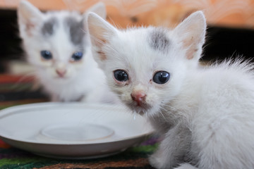 Little dirty sick kittens in the shelter