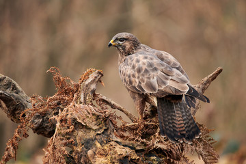 Buzzard perched on a branch