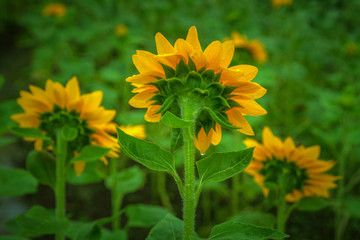 Sunflower close-up picture