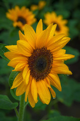 Sunflower close-up picture