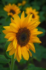 Obraz premium Sunflower close-up picture
