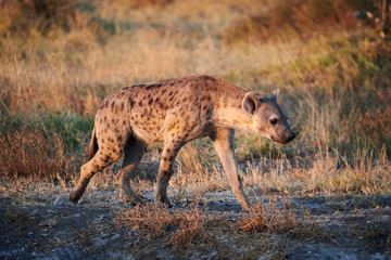 Spotted hyena (Crocuta crocuta) in the African savannah.