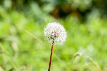 Dandelion puff filled with little seeds