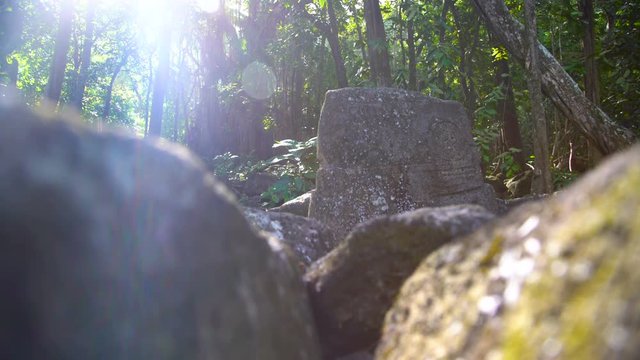 Carved petroglyph stone ruins sacred Banyan Tree Marquesas