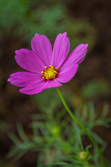 Beautiful pink Cosmos flower close-up picture