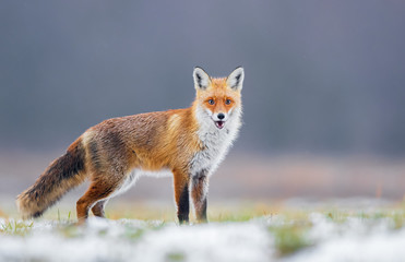 Fox (Vulpes vulpes)