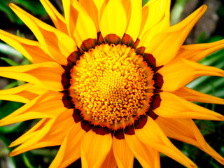 yellow flower closeup of a sunflower