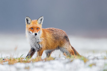 Fox (Vulpes vulpes)