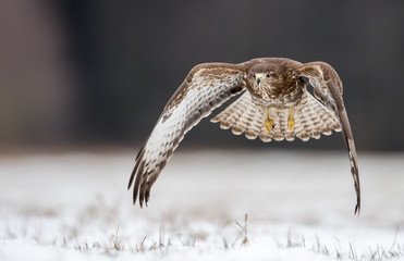 Common buzzard (Buteo buteo)