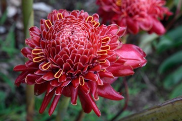 Etlingera elatior (also known as torch ginger, ginger flower, red ginger lily, torch lily, wild ginger) in Costa Rica