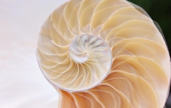 shell nautilus pearl Fibonacci symmetry cross section spiral structure growth golden ratio background mollusk (nautilus pompilius) copy space half split  