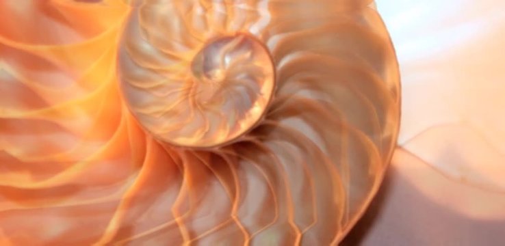 nautilus shell Fibonacci sequence golden ratio symmetry background cross section spiral structure growth slice mollusk (nautilus pompilius) copy space half split  video