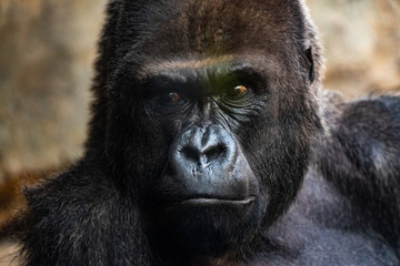 Portrait of a powerful gorilla with expressive eyes.