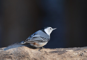 White Breasted Nuthatch