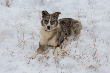 Dogs play in the snow in winter, Beautiful portrait of a pet on a sunny winter day