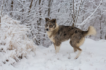 Dogs play in the snow in winter, Beautiful portrait of a pet on a sunny winter day